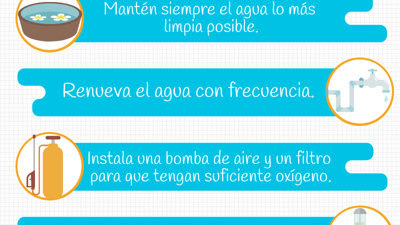 Cómo cuidar los peces de una pecera, sin filtro