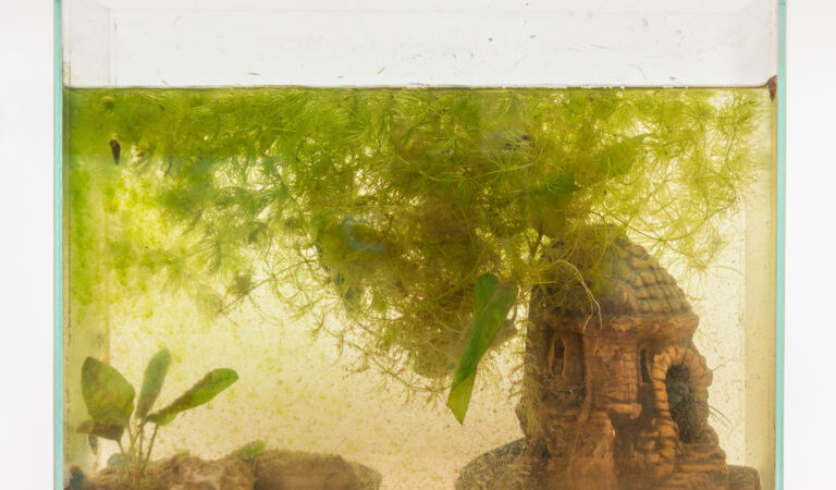 Cómo evitar el crecimiento de algas en mi acuario