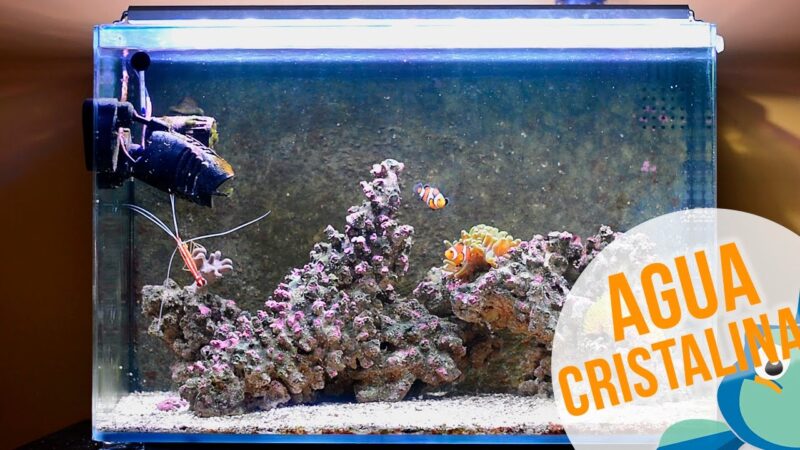 Cómo hacer para que el agua de las peceras se mantenga transparente