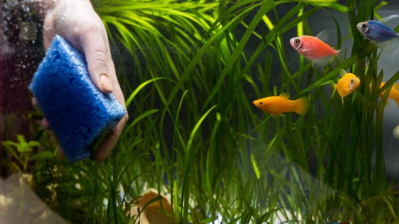 Cómo mantener un acuario limpio y saludable