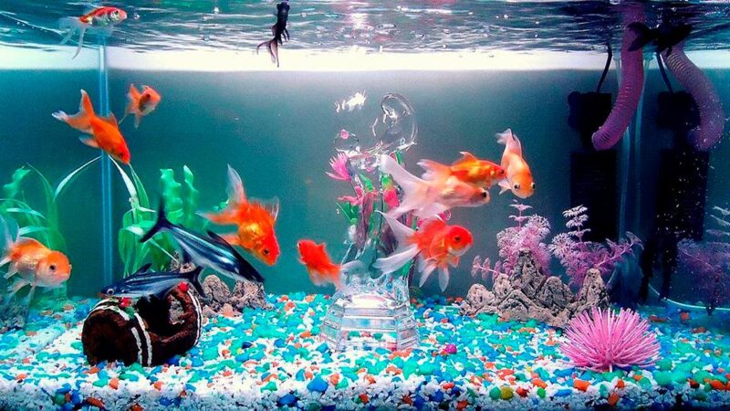 Cómo mejorar el color de los peces de acuario