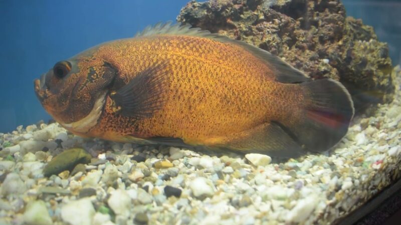 Cómo saber si le falta oxígeno a los peces