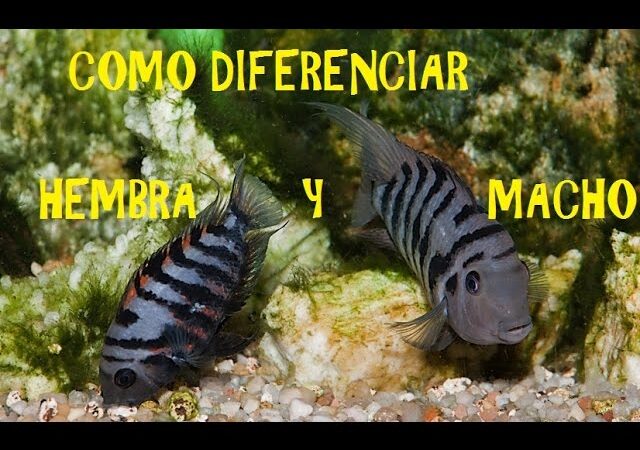 Cómo saber si un cíclido es macho o hembra?