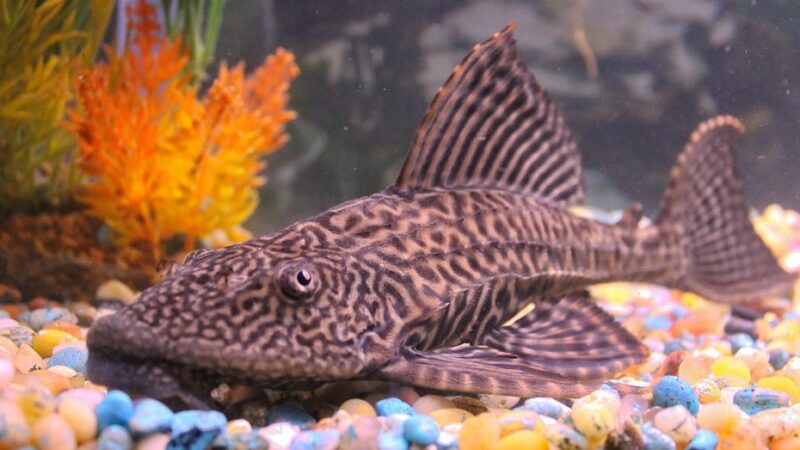 Cuál es el mejor pez limpiador, para acuario