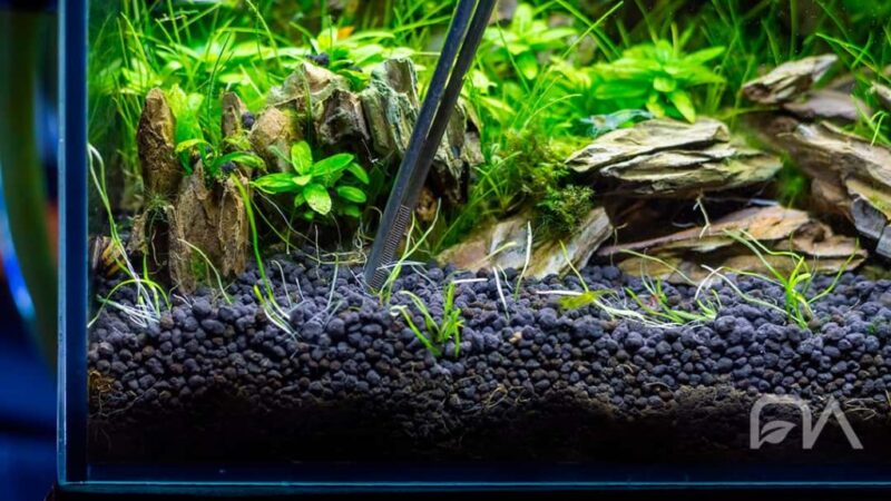 Cuál es el mejor sustrato para un acuario plantado