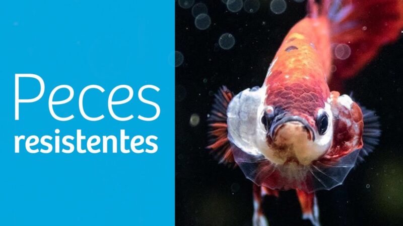 Cuál es el pez más resistente para un acuario de agua dulce