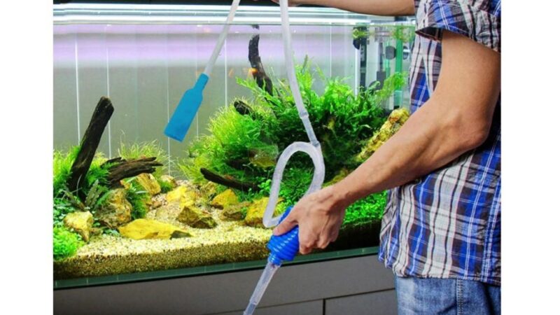 Cuántas veces hay que cambiar el agua a los peces