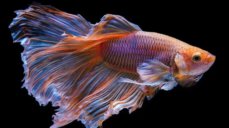 Cuántas veces se le cambia el agua a un pez Betta