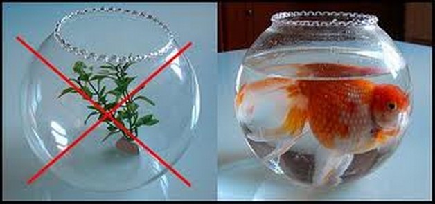 Cuanto dura un filtro de acuario de agua dulce