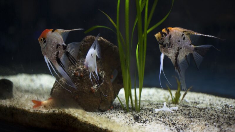 Cuanto tiempo puede estar apagado el filtro del acuario.