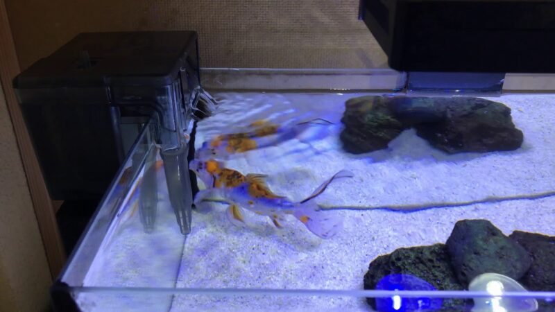 Cuanto tiempo se puede apagar el filtro del acuario