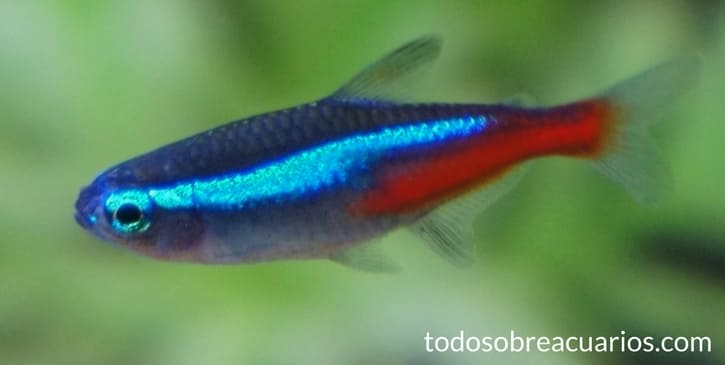 Cuánto tiempo viven, los peces neones