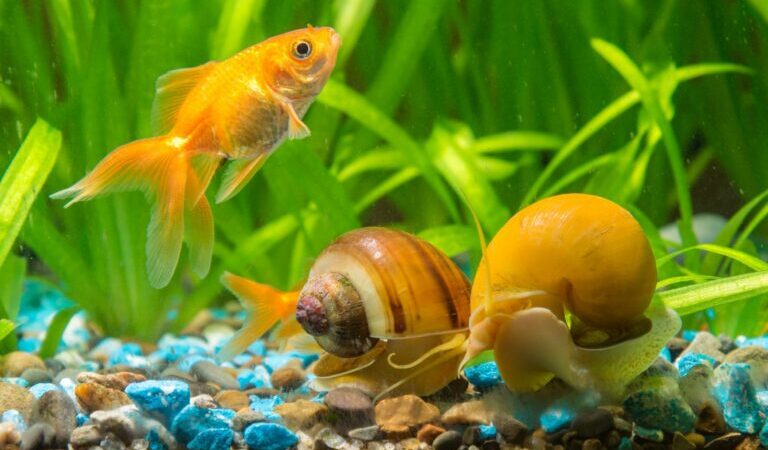 Cuántos caracoles se pueden tener en un acuario de peces
