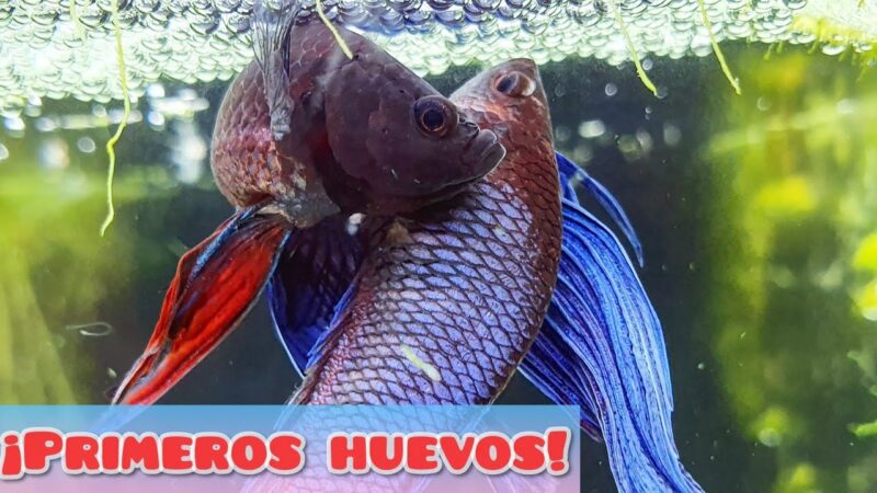 Cuántos huevos puede poner un pez Betta