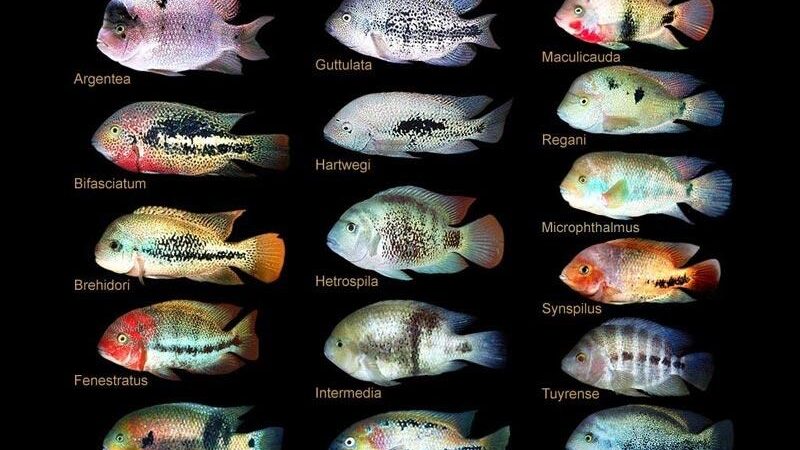 Cuántos litros de agua necesita un cíclido