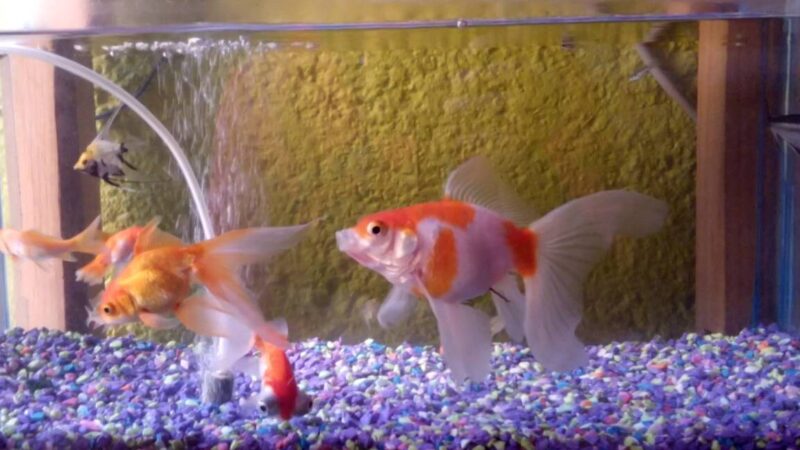 Cuántos litros de agua por Goldfish