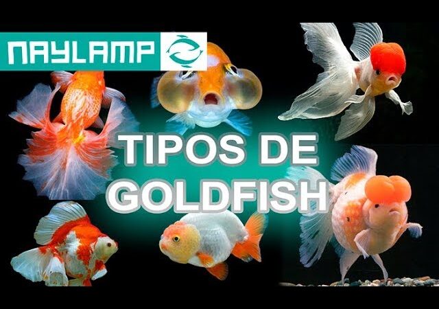 Cuántos tipos de peces goldfish hay