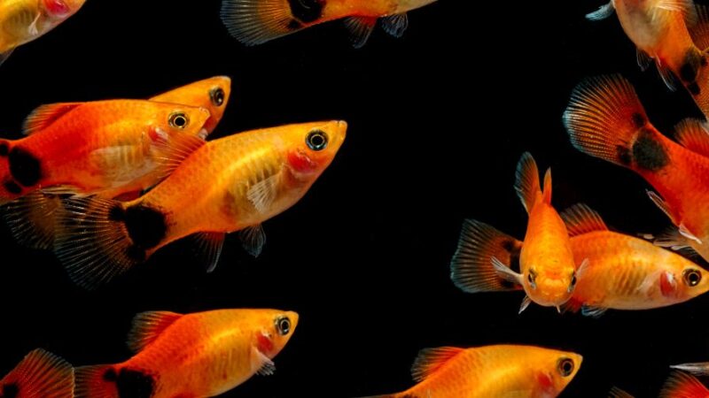 Guía del pez Molly características y reproducción