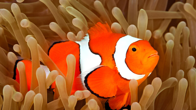 Cómo aprenden los peces