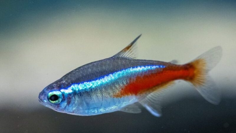 Qué agua necesitan, los peces neones.