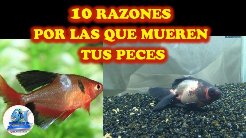 Qué hacer para que no se mueran los peces en una pecera