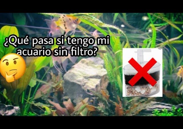 Qué pasa, si no tengo filtro, en la pecera