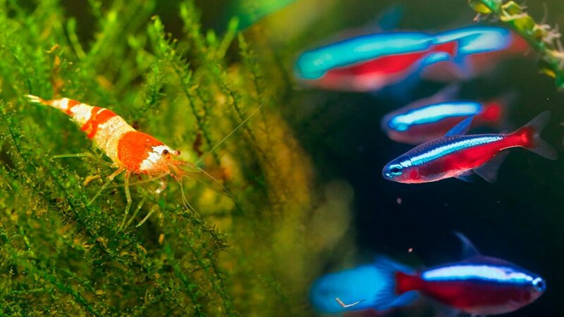 Qué peces pueden convivir con gambas de acuario