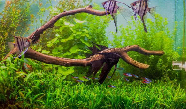 Qué peces puedo tener en un acuario plantado