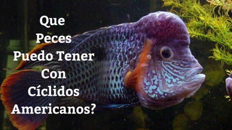 Qué peces son compatibles con los cíclidos?