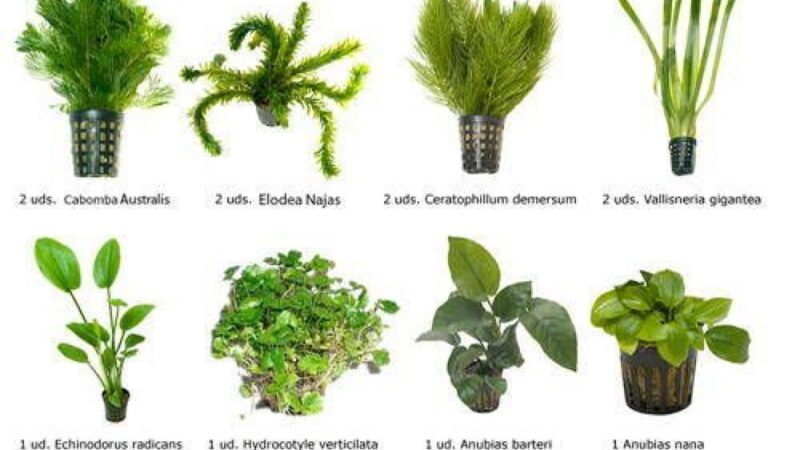 Qué plantas le puedo poner a mis peces