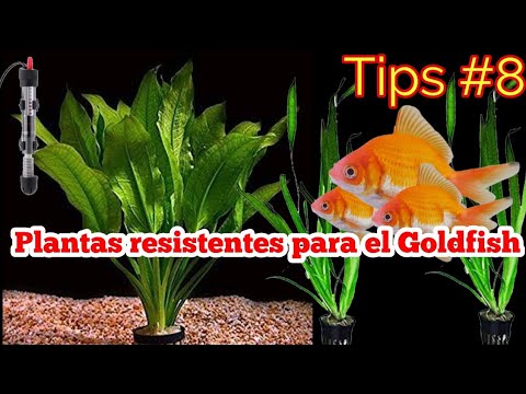 Qué plantas no se comen los goldfish?
