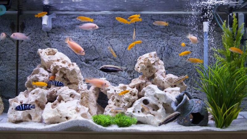 Qué tipo de acuario es más fácil de mantener.