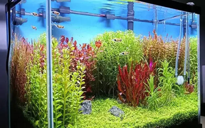 Qué tipo de luz necesita un acuario plantado?